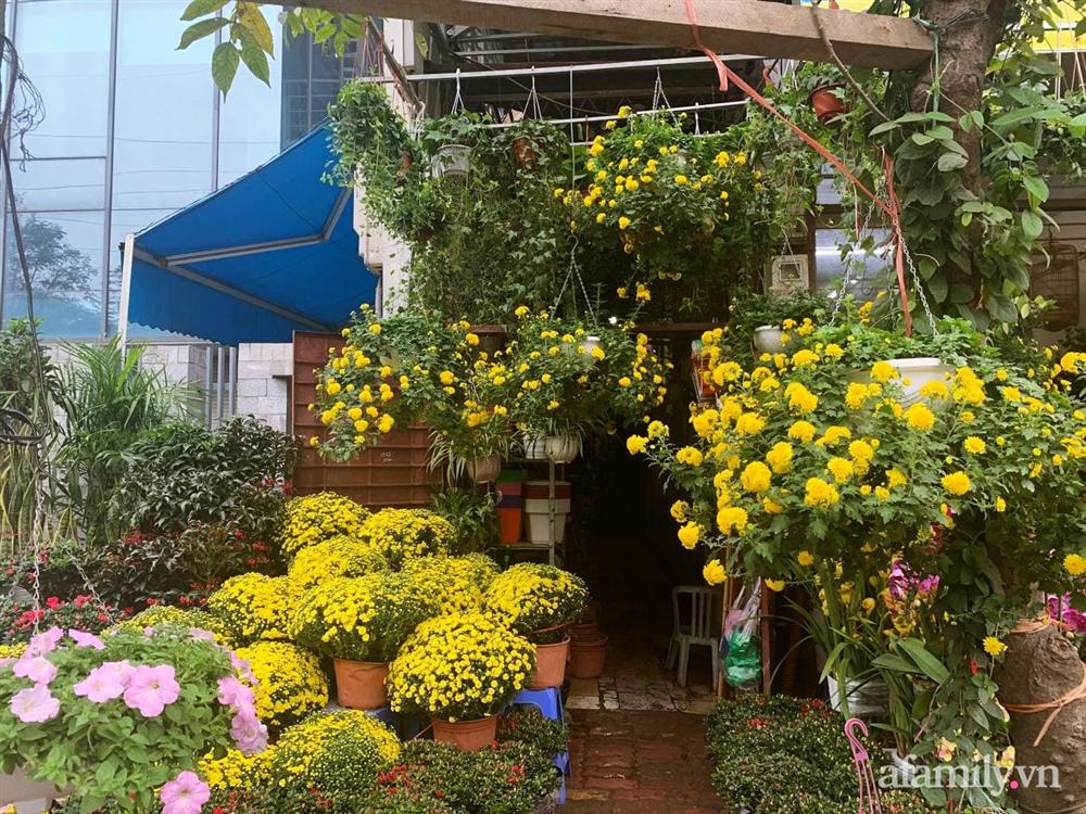 Báo nhanh từ chợ hoa: Giá của các chậu hoa không thể thiếu khi trang trí nhà ngày Tết-1