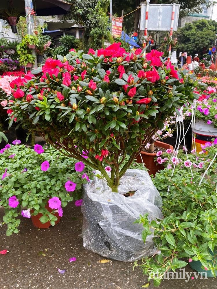 Báo nhanh từ chợ hoa: Giá của các chậu hoa không thể thiếu khi trang trí nhà ngày Tết-2