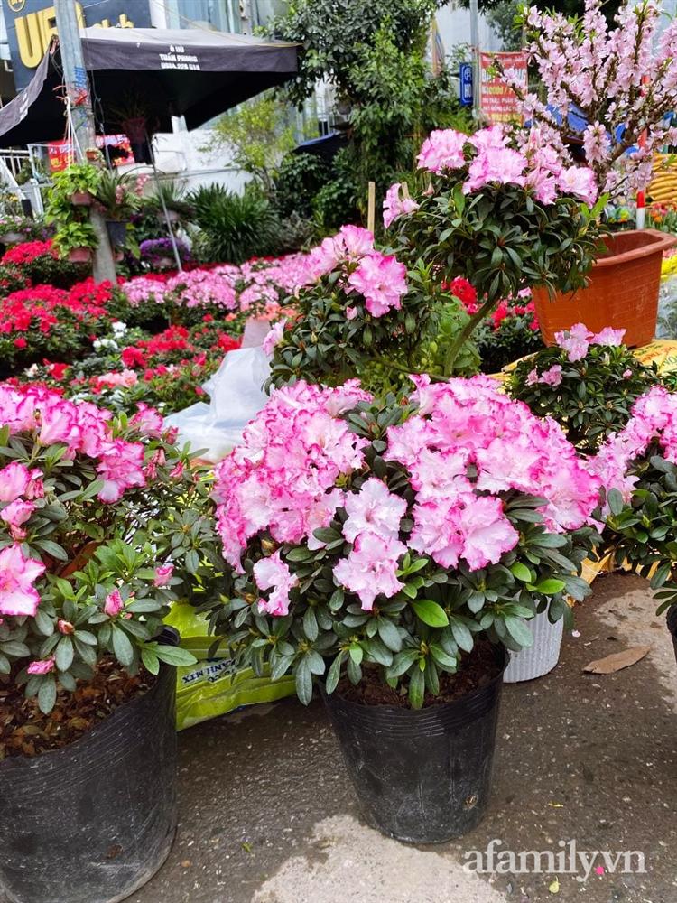 Báo nhanh từ chợ hoa: Giá của các chậu hoa không thể thiếu khi trang trí nhà ngày Tết-3