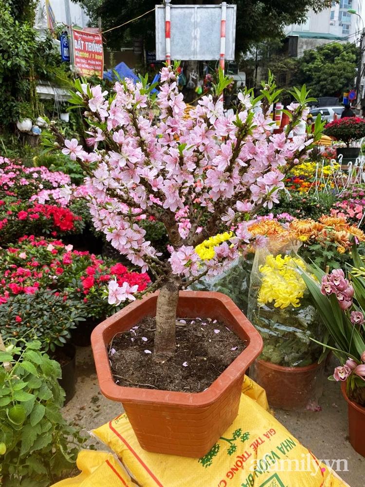 Báo nhanh từ chợ hoa: Giá của các chậu hoa không thể thiếu khi trang trí nhà ngày Tết-4