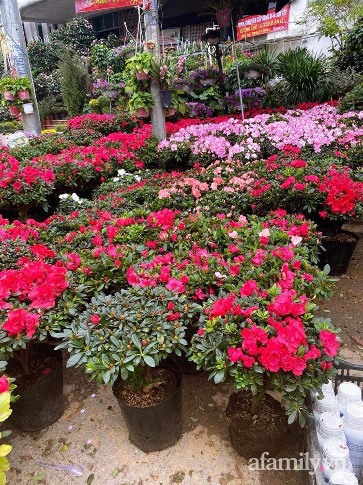 Báo nhanh từ chợ hoa: Giá của các chậu hoa không thể thiếu khi trang trí nhà ngày Tết-5