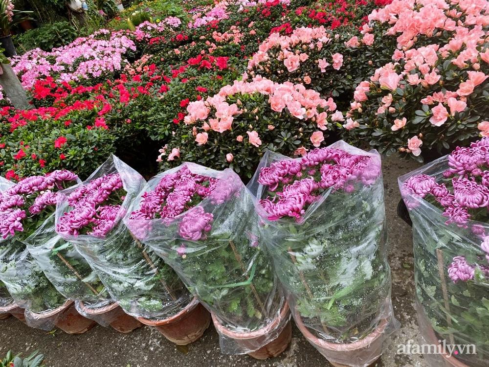 Báo nhanh từ chợ hoa: Giá của các chậu hoa không thể thiếu khi trang trí nhà ngày Tết-6