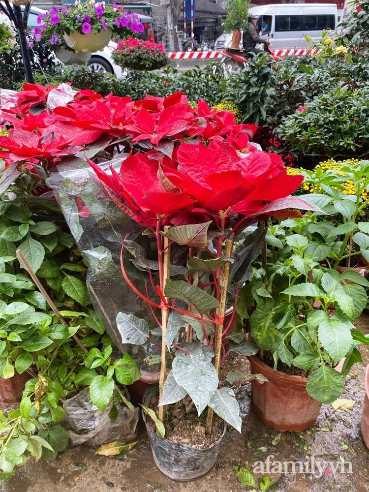 Báo nhanh từ chợ hoa: Giá của các chậu hoa không thể thiếu khi trang trí nhà ngày Tết-7