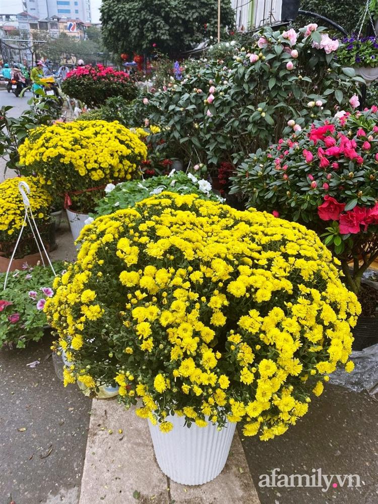 Báo nhanh từ chợ hoa: Giá của các chậu hoa không thể thiếu khi trang trí nhà ngày Tết-8