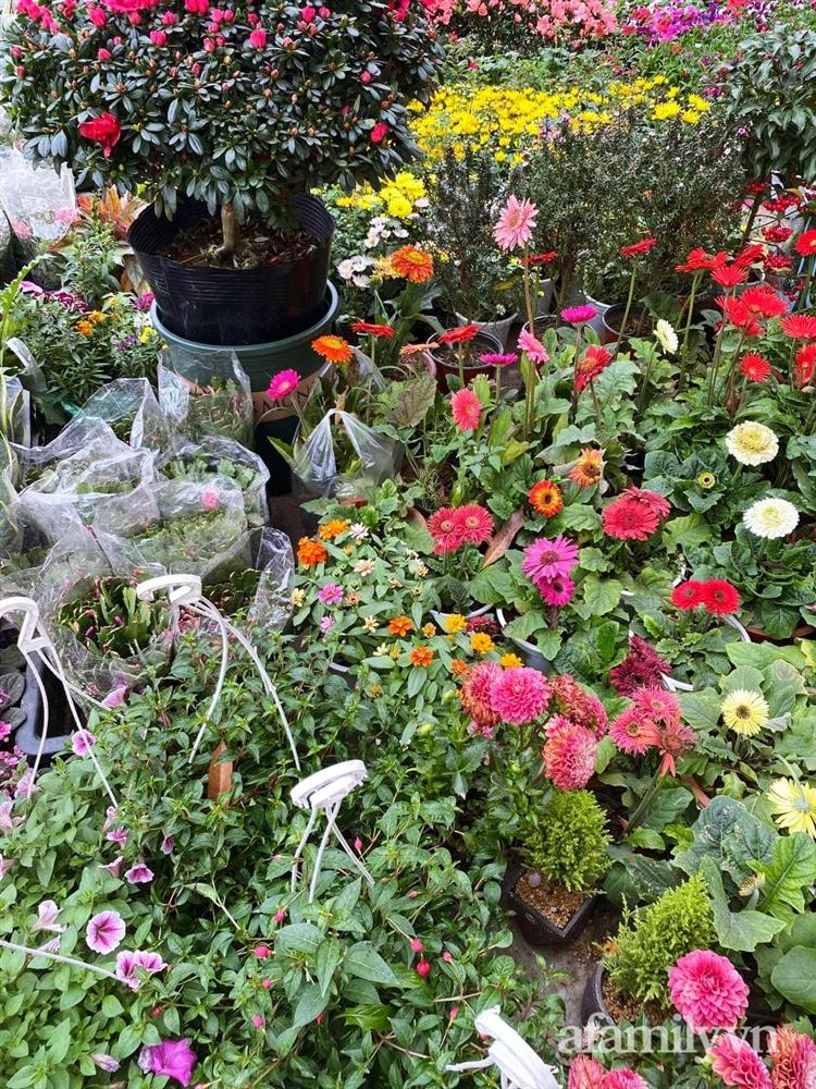 Báo nhanh từ chợ hoa: Giá của các chậu hoa không thể thiếu khi trang trí nhà ngày Tết-9