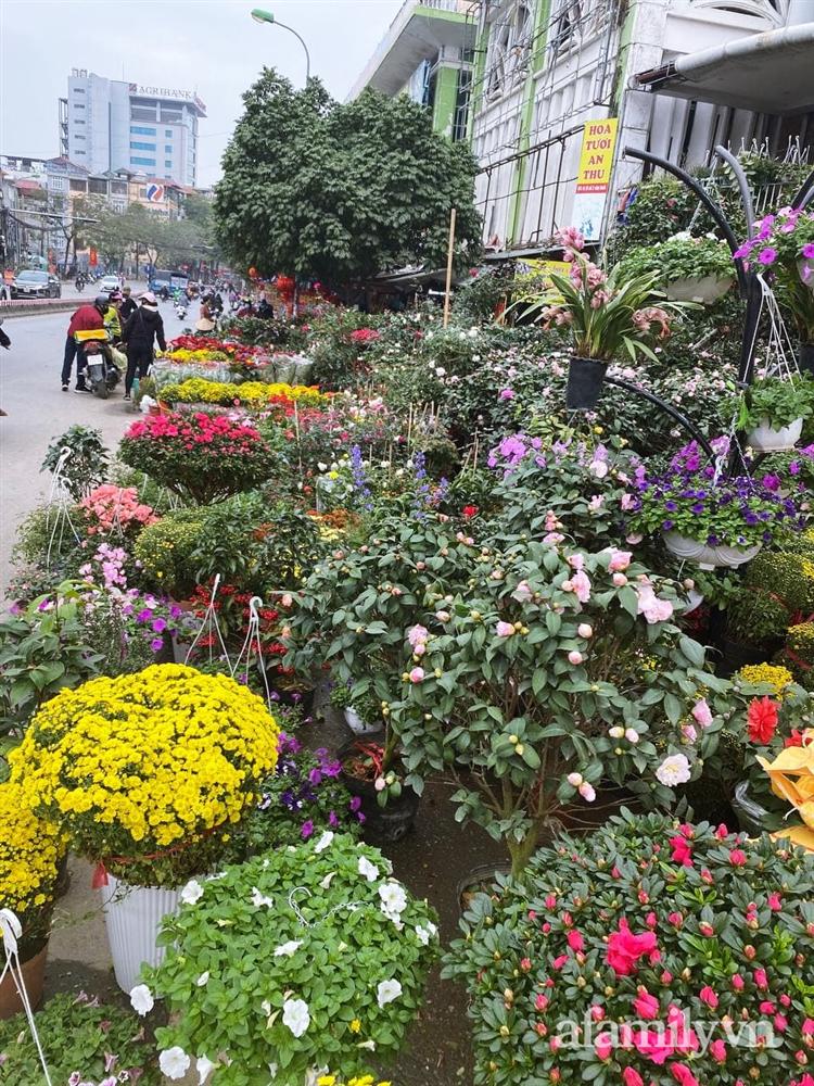 Báo nhanh từ chợ hoa: Giá của các chậu hoa không thể thiếu khi trang trí nhà ngày Tết-11