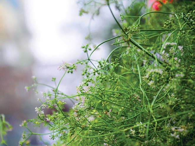 Phong tục tắm lá mùi vào chiều 30 Tết có ý nghĩa gì-1