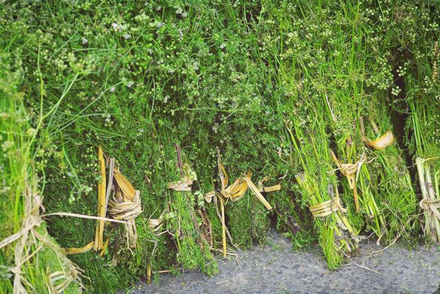 Phong tục tắm lá mùi vào chiều 30 Tết có ý nghĩa gì-2