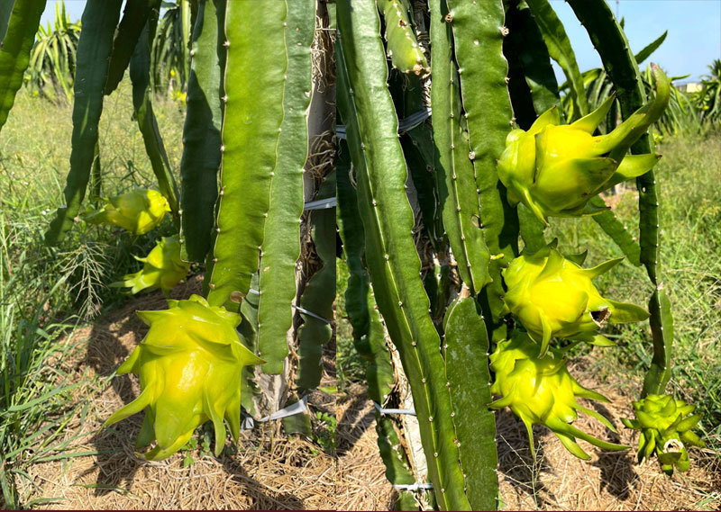 Dưa hấu đổ đống ế đầy đồng, hoa lay ơn về cho bò ăn-3