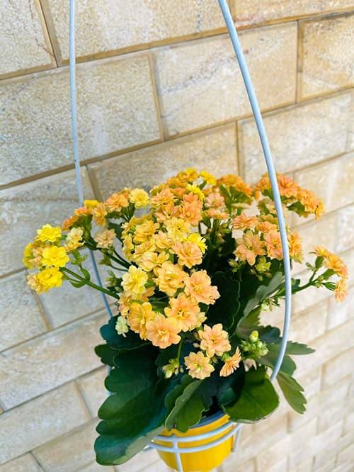 Khám phá không gian nhà rực rỡ sắc hoa của vợ chồng Mạc Văn Khoa-5