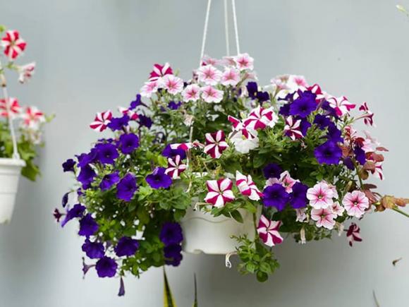 Khám phá không gian nhà rực rỡ sắc hoa của vợ chồng Mạc Văn Khoa-11