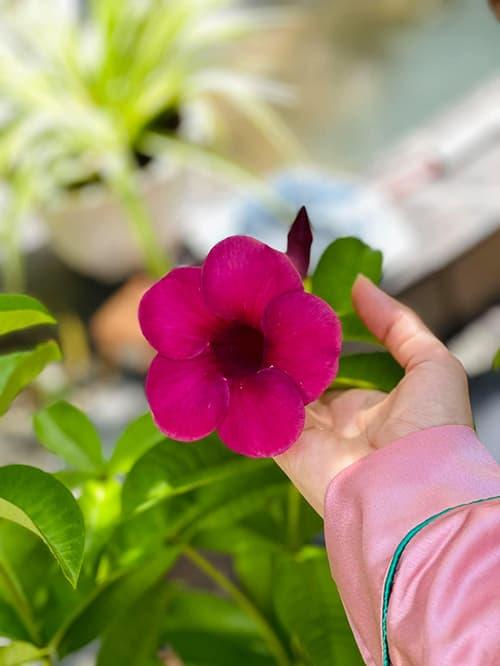 Khám phá không gian nhà rực rỡ sắc hoa của vợ chồng Mạc Văn Khoa-12
