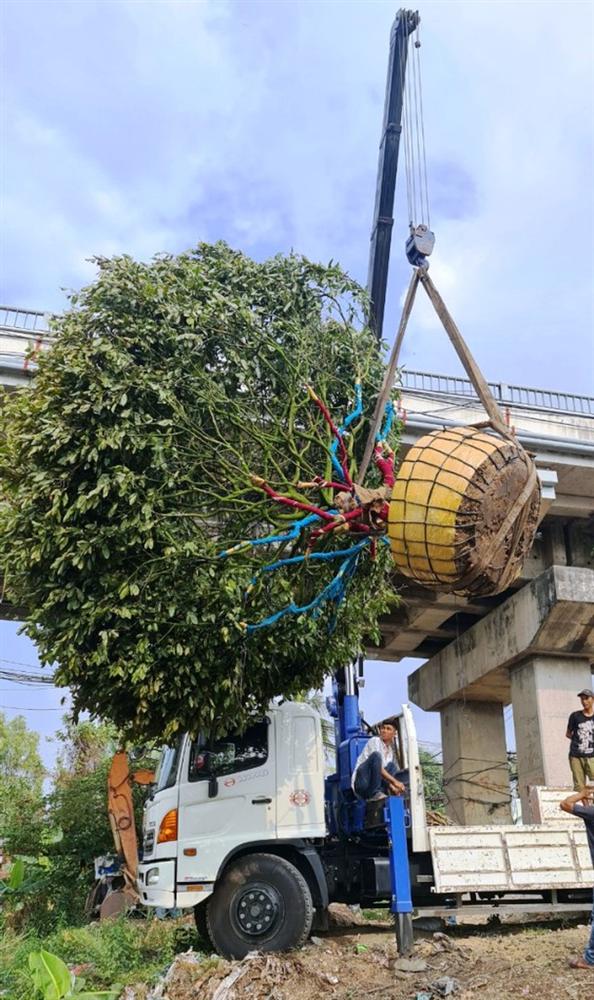 Hoa mắt với cây mai có tán rộng hơn căn nhà 6m, giá 1 tỷ đồng-1