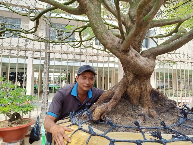 Hoa mắt với cây mai có tán rộng hơn căn nhà 6m, giá 1 tỷ đồng-3