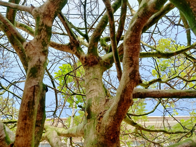 Hoa mắt với cây mai có tán rộng hơn căn nhà 6m, giá 1 tỷ đồng-4