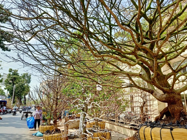 Hoa mắt với cây mai có tán rộng hơn căn nhà 6m, giá 1 tỷ đồng-5