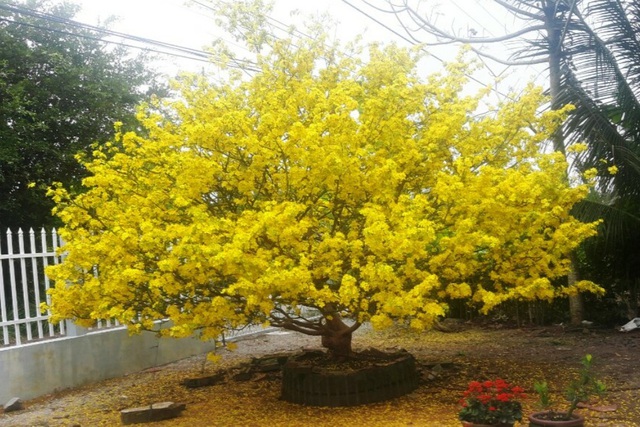 Hoa mắt với cây mai có tán rộng hơn căn nhà 6m, giá 1 tỷ đồng-9