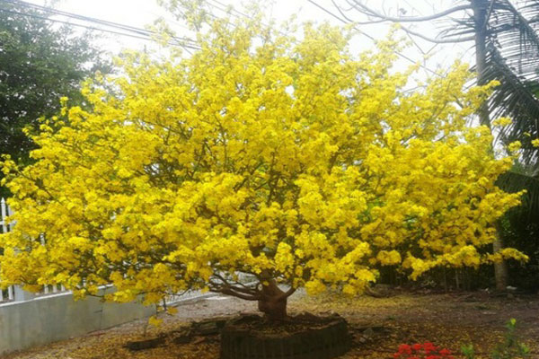 Chiêm ngưỡng lão mai hơn 100 tuổi, đường kính tán 7 m đạt kỷ lục Việt Nam-1