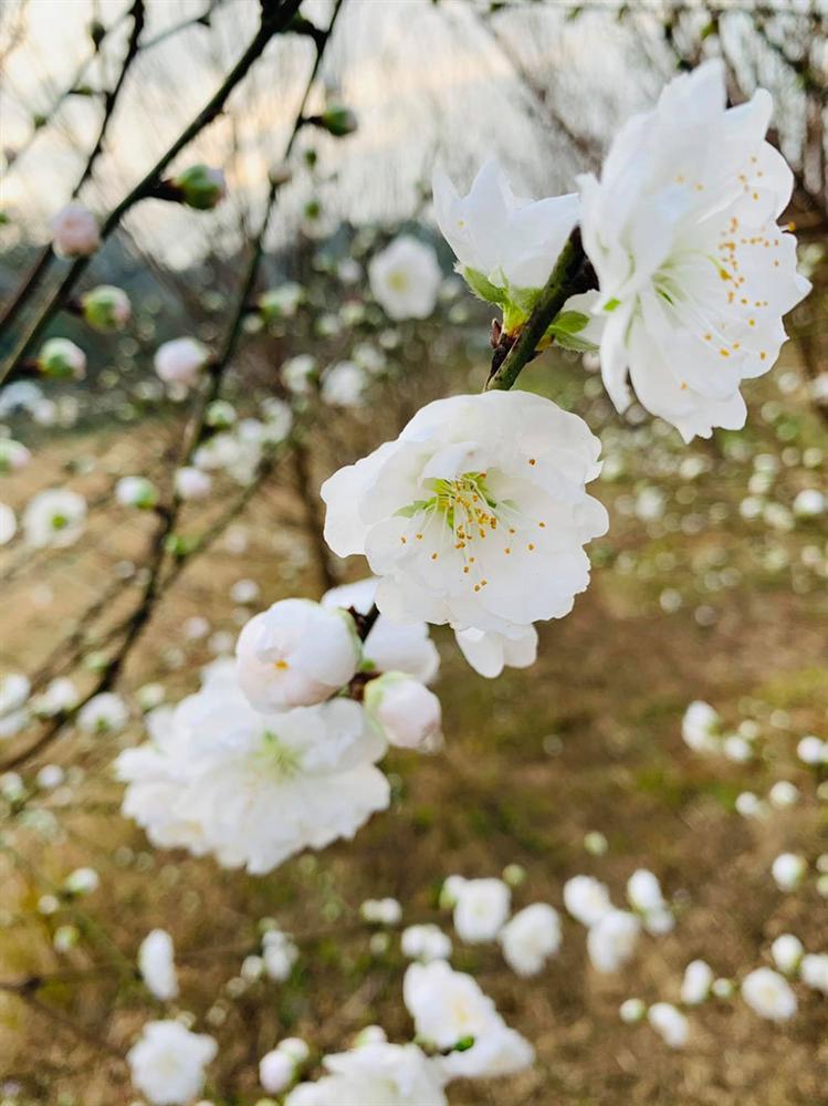 Đào Tết bông trắng như tuyết, dân tranh nhau mua, nhà vườn cháy hàng-1