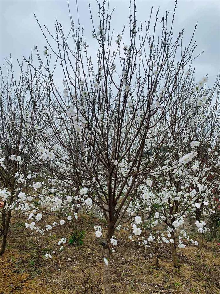Đào Tết bông trắng như tuyết, dân tranh nhau mua, nhà vườn cháy hàng-2