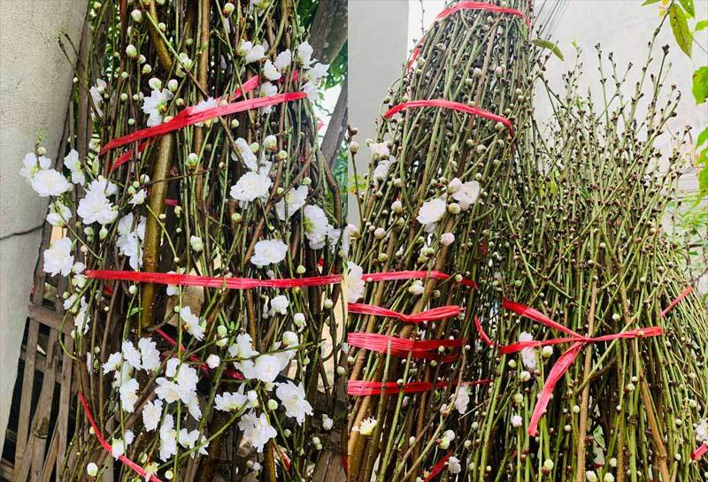 Đào Tết bông trắng như tuyết, dân tranh nhau mua, nhà vườn cháy hàng-3