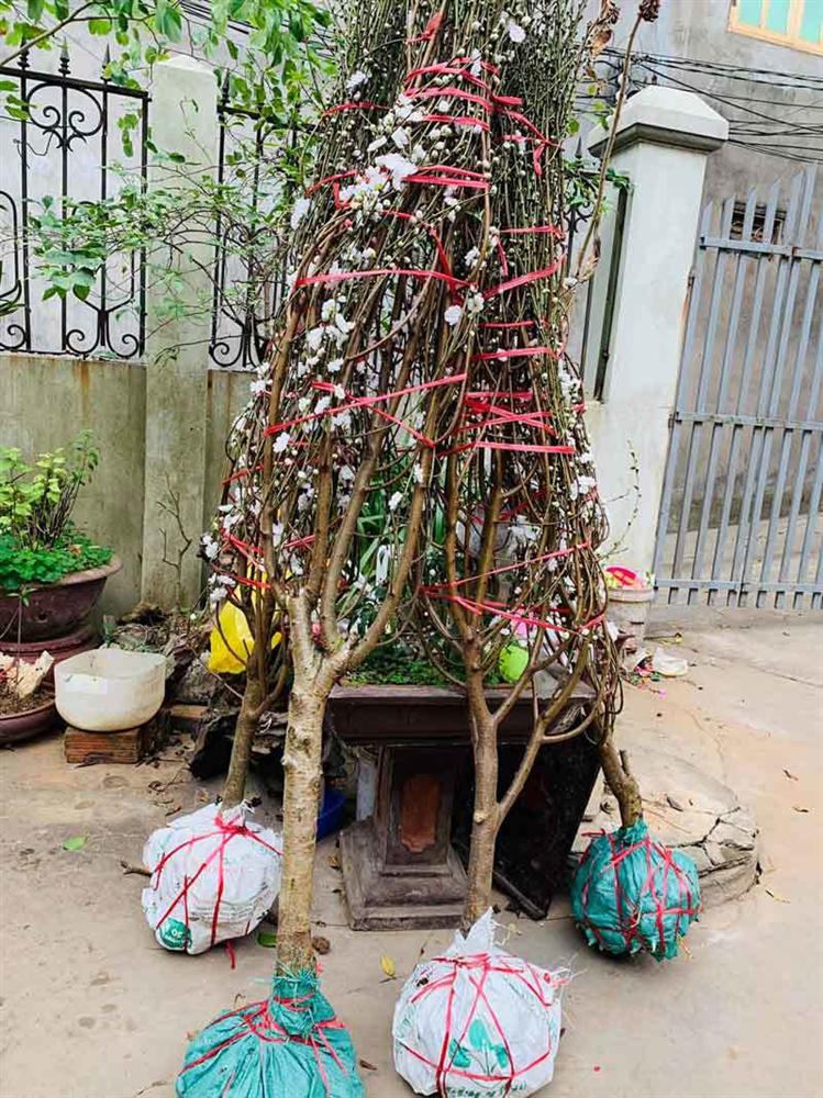 Đào Tết bông trắng như tuyết, dân tranh nhau mua, nhà vườn cháy hàng-4