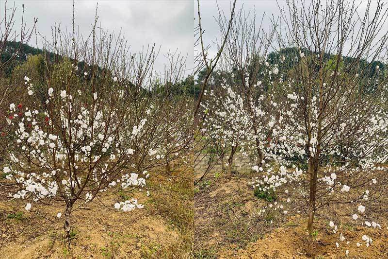 Đào Tết bông trắng như tuyết, dân tranh nhau mua, nhà vườn cháy hàng-5