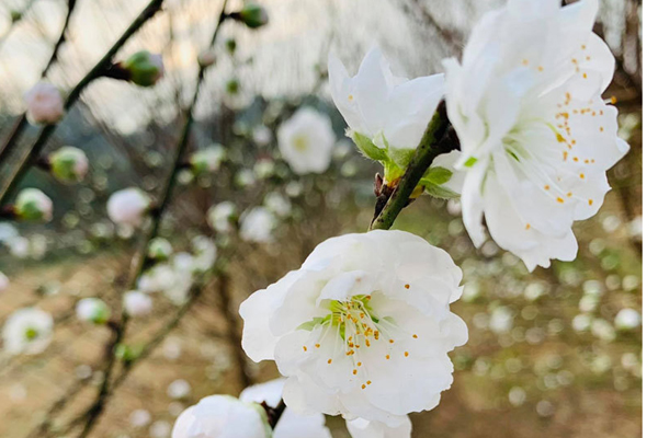 Dân trồng đào lo ngay ngáy vì đã cận Tết mà đào vẫn còn đỏ rực đầy vườn-12