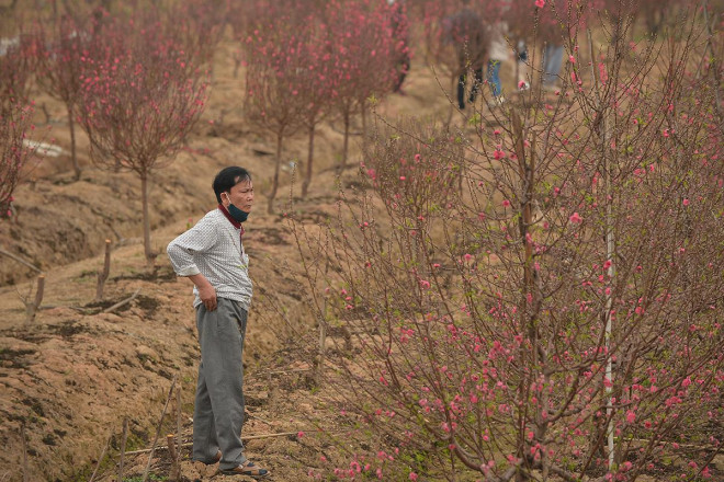 Dân trồng đào lo ngay ngáy vì đã cận Tết mà đào vẫn còn đỏ rực đầy vườn-10