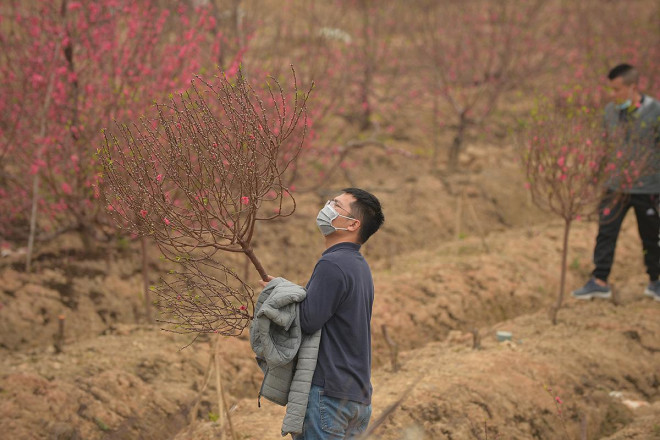 Dân trồng đào lo ngay ngáy vì đã cận Tết mà đào vẫn còn đỏ rực đầy vườn-11