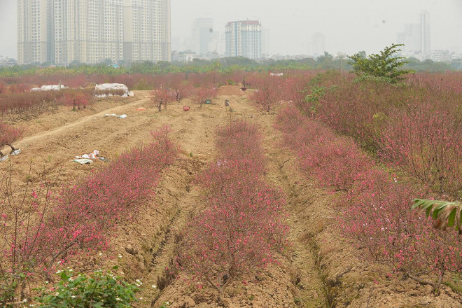 Dân trồng đào lo ngay ngáy vì đã cận Tết mà đào vẫn còn đỏ rực đầy vườn-2