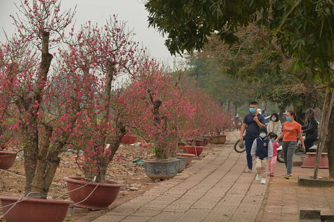 Dân trồng đào lo ngay ngáy vì đã cận Tết mà đào vẫn còn đỏ rực đầy vườn-4