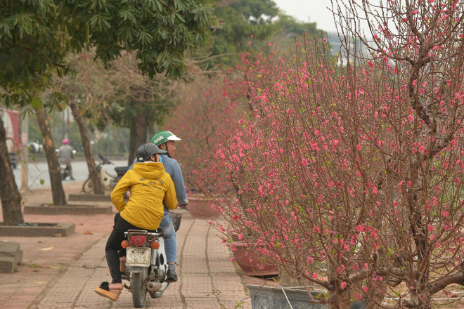 Dân trồng đào lo ngay ngáy vì đã cận Tết mà đào vẫn còn đỏ rực đầy vườn-5