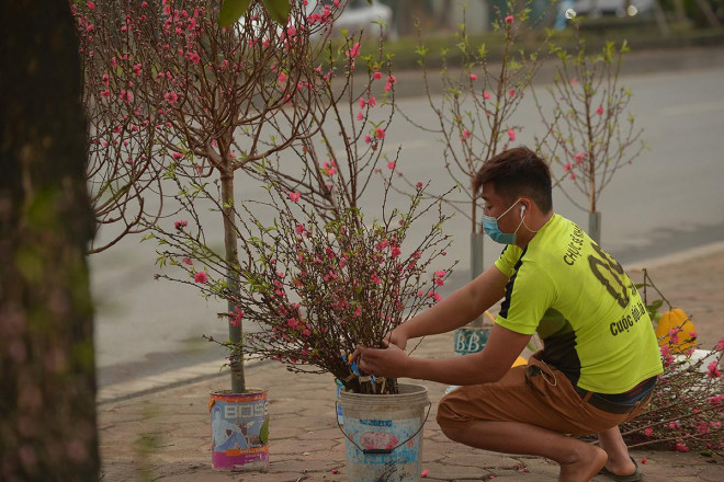 Dân trồng đào lo ngay ngáy vì đã cận Tết mà đào vẫn còn đỏ rực đầy vườn-6