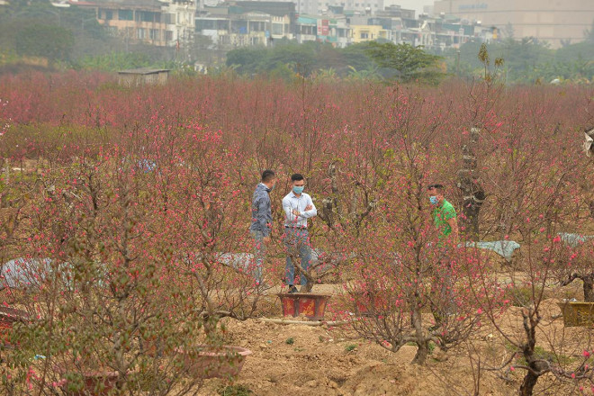 Dân trồng đào lo ngay ngáy vì đã cận Tết mà đào vẫn còn đỏ rực đầy vườn-9