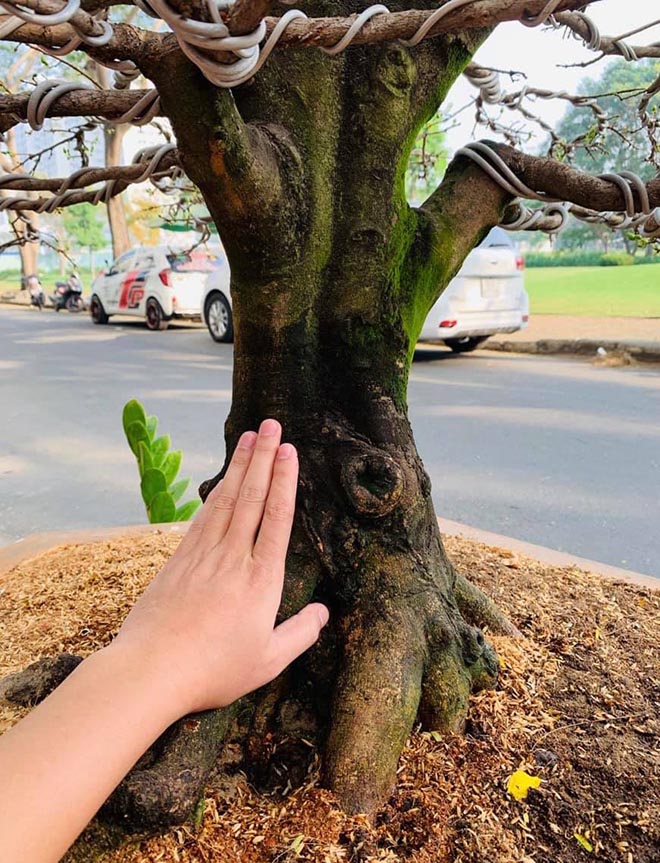 Hải Băng, Thành Đạt bức xúc vì bị trộm cây mai 50 triệu đồng-2