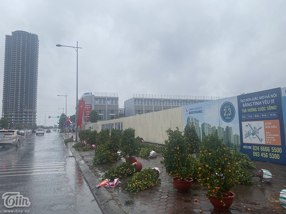 28 Tết, Hà Nội mưa to gió lớn, hàng chục chậu quất gãy đổ, tiểu thương buồn bã: Cây này coi như cho-1
