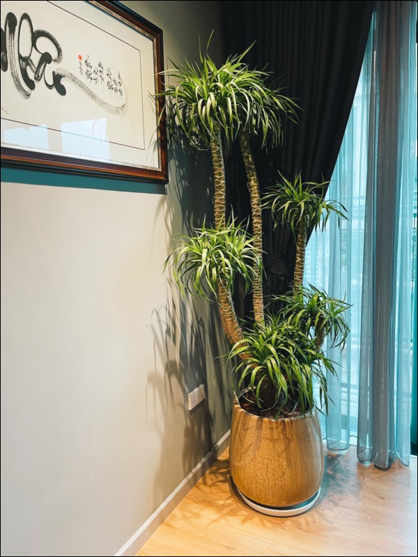 Chơi Tết hoành tráng như MC Thành Trung, tự tay trang hoàng&nbsp;căn&nbsp;penthouse cao cấp&nbsp;ngập hoa tươi đắt tiền-7