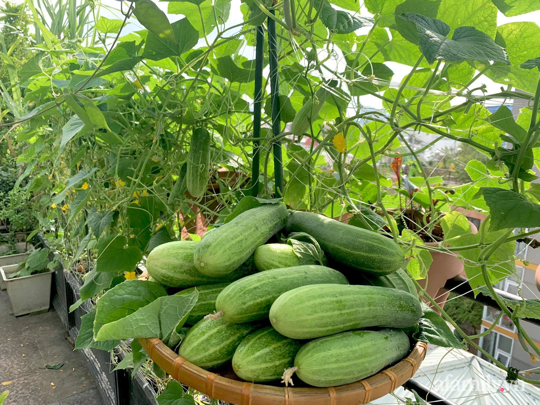 Mùng 1 đầu năm cùng ghé thăm sân thượng mang sắc màu Tết truyền thống của mẹ đảm ở Sài Gòn-21