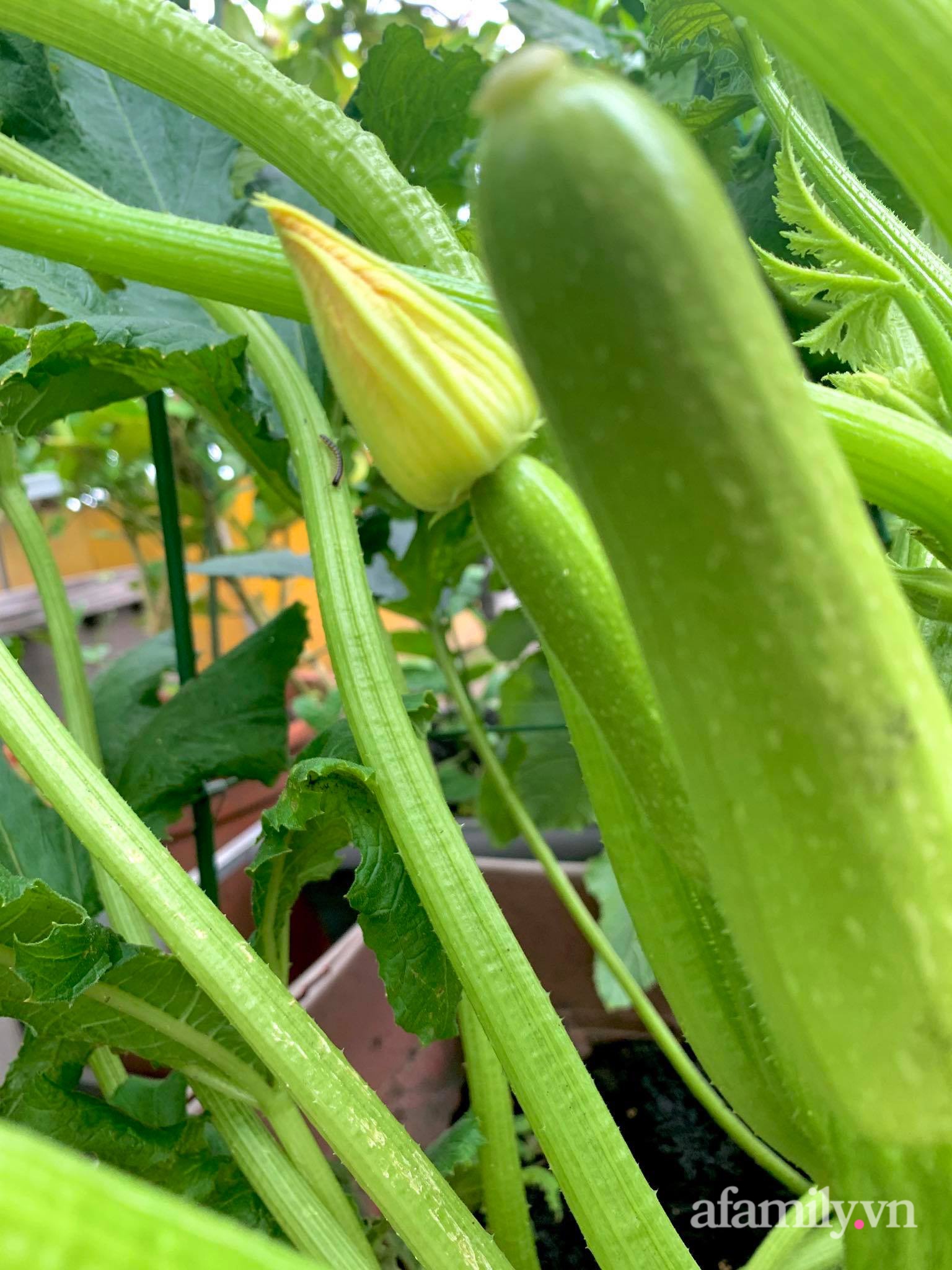 Mùng 1 đầu năm cùng ghé thăm sân thượng mang sắc màu Tết truyền thống của mẹ đảm ở Sài Gòn-29