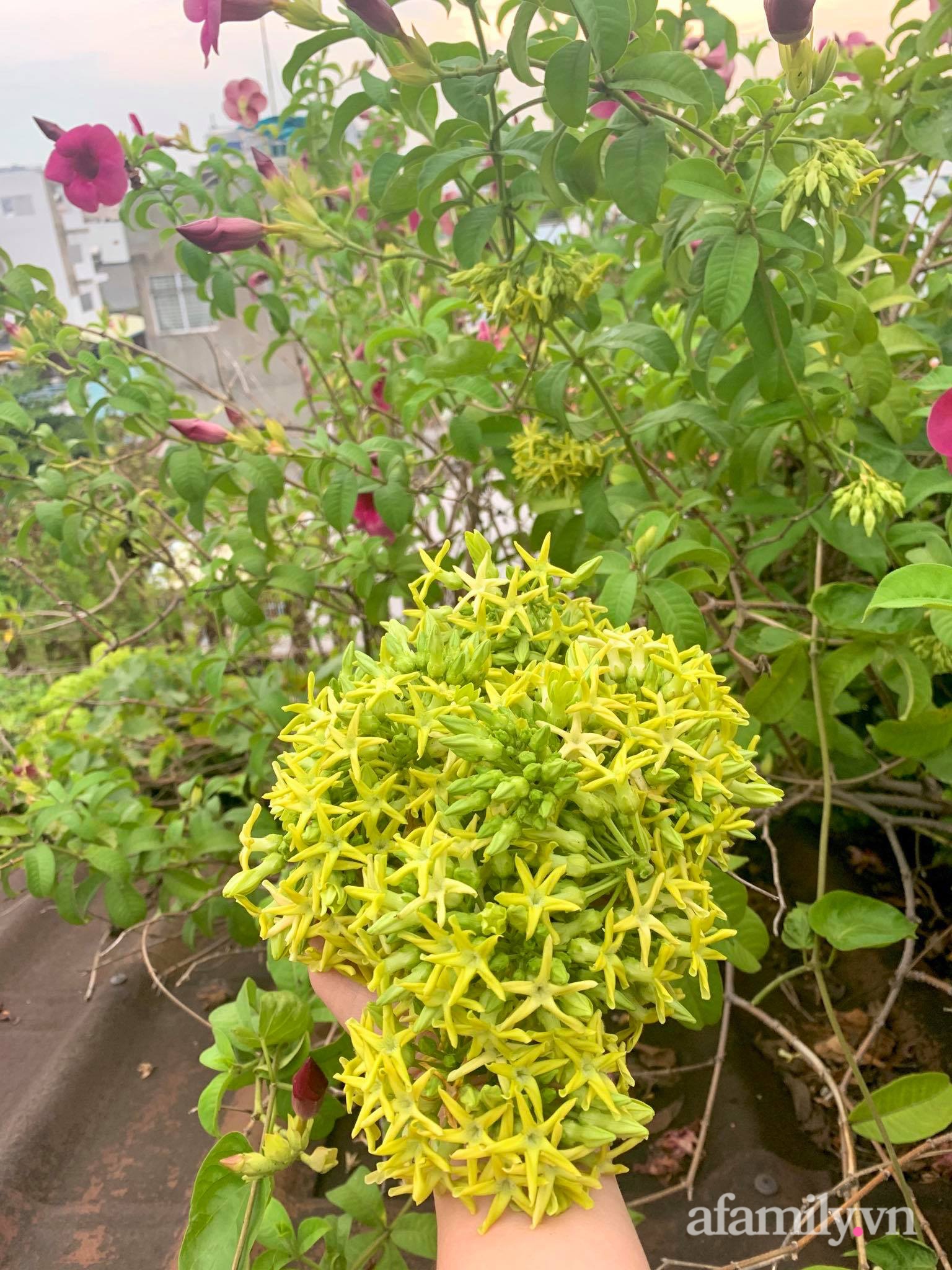 Mùng 1 đầu năm cùng ghé thăm sân thượng mang sắc màu Tết truyền thống của mẹ đảm ở Sài Gòn-42