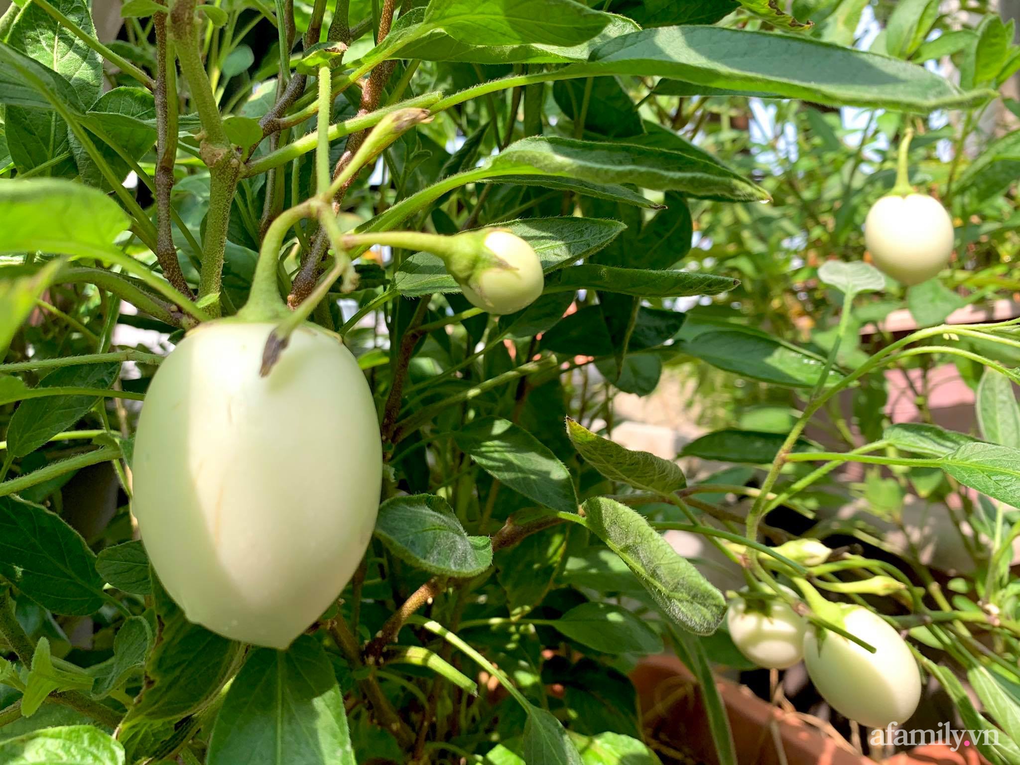 Mùng 1 đầu năm cùng ghé thăm sân thượng mang sắc màu Tết truyền thống của mẹ đảm ở Sài Gòn-43