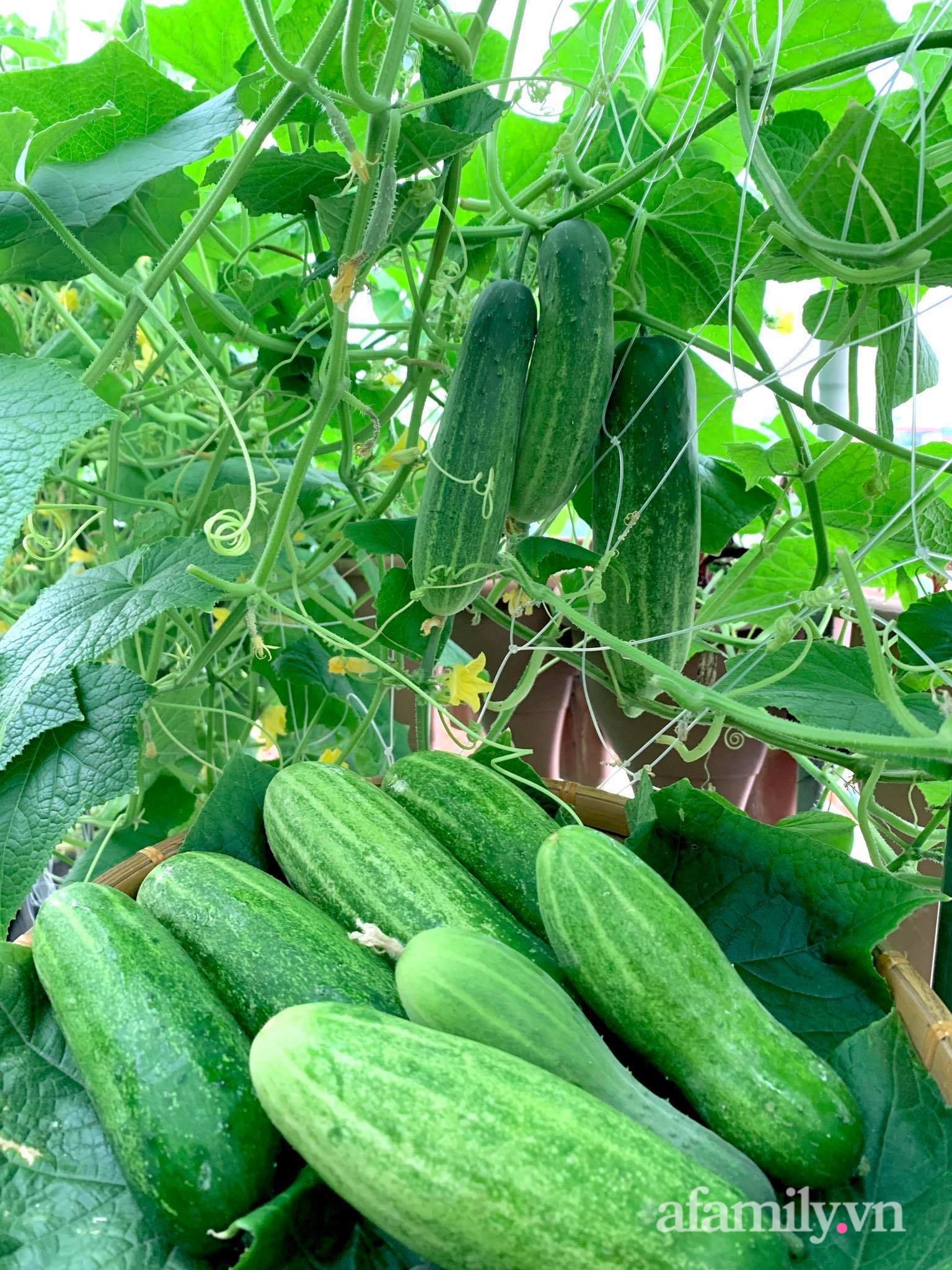 Mùng 1 đầu năm cùng ghé thăm sân thượng mang sắc màu Tết truyền thống của mẹ đảm ở Sài Gòn-46