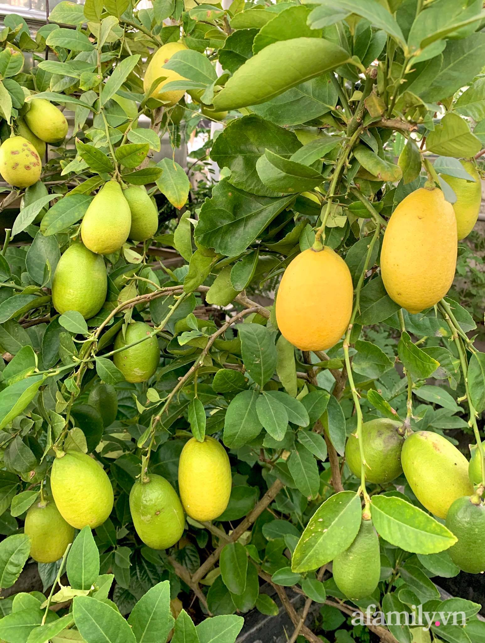 Mùng 1 đầu năm cùng ghé thăm sân thượng mang sắc màu Tết truyền thống của mẹ đảm ở Sài Gòn-16