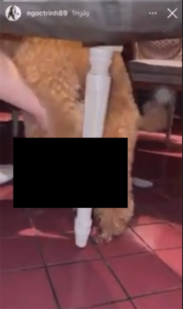 Đầu năm Ngọc Trinh đã có hành động phản cảm đỉnh điểm: Đăng clip nhạy cảm của cún, bình luận với ngôn từ thô tục-1
