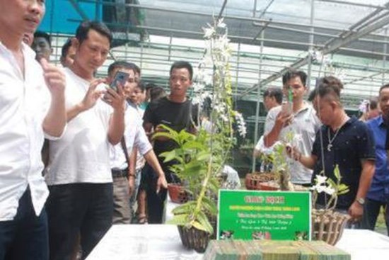 Vỡ trận phi điệp đột biến: Dự báo trước