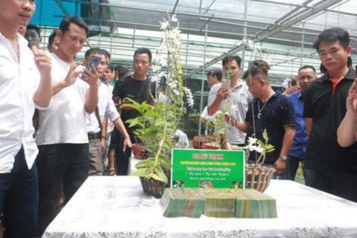 Vỡ trận phi điệp đột biến: Dự báo trước-1