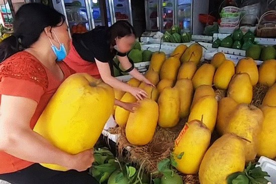 Dân mạng xôn xao loại bưởi lạ to như quả bí khổng lồ, ăn được từ vỏ đến ruột với giá lên tới 100k/kg!?