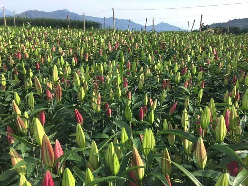 Hoa tươi giá rẻ như rau, chị em rủ nhau ‘giải cứu’ cho dân làng-1