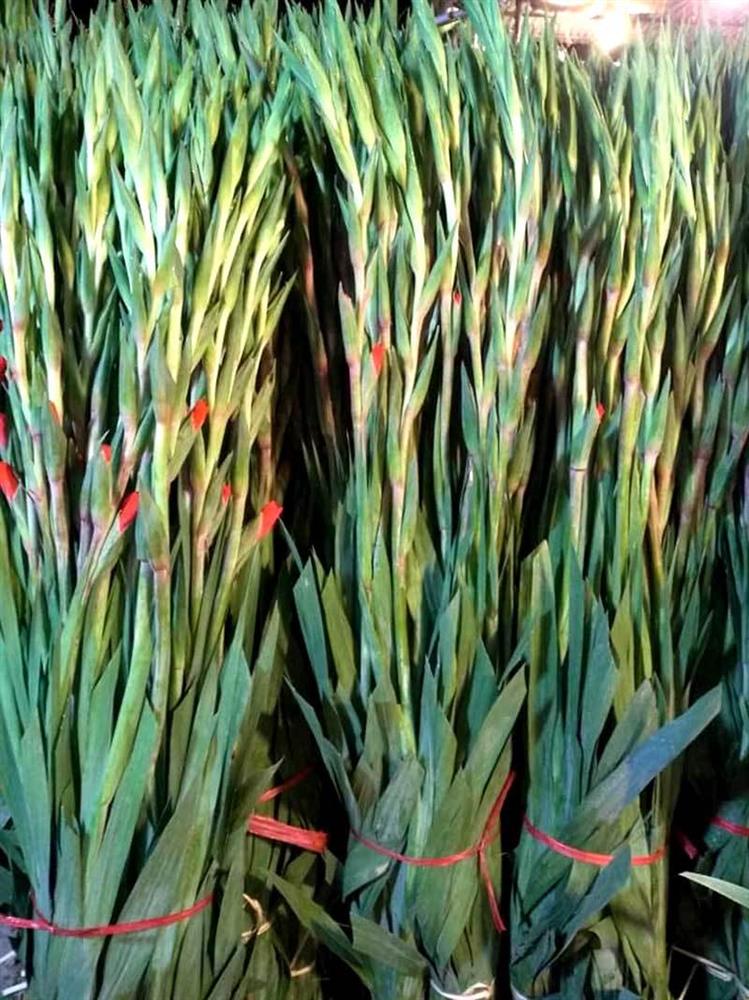 Hoa tươi giá rẻ như rau, chị em rủ nhau ‘giải cứu’ cho dân làng-2